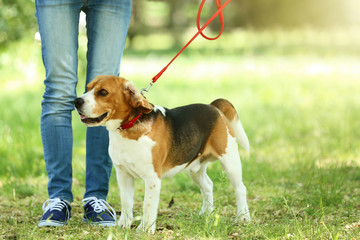 Woman walking with beagle dog in the park