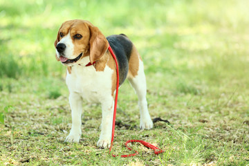 Beagle dog with leash in the park
