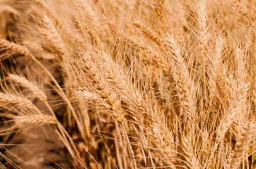 Wheat field. Gold wheat close-up. Rural scenery under the shining sunlight. The concept of a rich harvest.