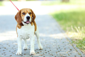 Beagle dog with leash standing in the park