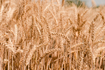 Wheat field. Gold wheat close-up. Rural scenery under the shining sunlight. The concept of a rich harvest.