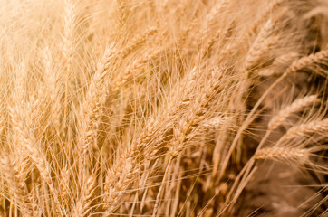 Wheat field. Gold wheat close-up. Rural scenery under the shining sunlight. The concept of a rich harvest.