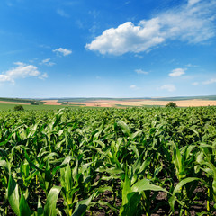 Fototapeta na wymiar Bright green cornfield and blue sky with light cumulus clouds.