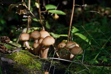 Грибы опята растут в лесу на пне  