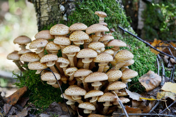 Грибы опята растут в лесу на пне  
