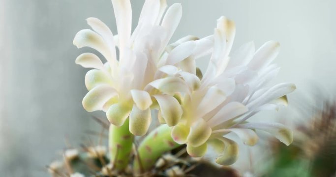 Tender cactus flower opening in timelapse at home garden near window. Gymnocalycium mihanovichii blooming on a light background