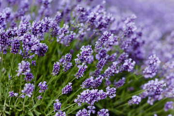 Naklejka premium Meadow of blossoming lavender.