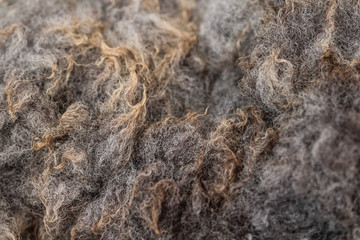 close up of shorn sheeps wool detail