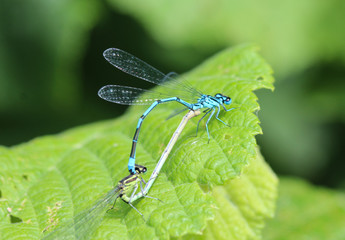 Mating of two azure damselfly (Coenagrion puella) on a leaf