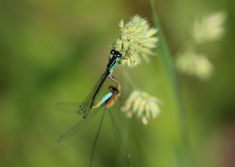 Mating of blue tailed damselfly or common bluetail (Ischnura elegans)