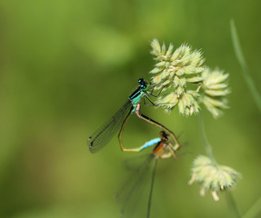 Mating of blue tailed damselfly or common bluetail (Ischnura elegans)