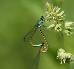 Mating of blue tailed damselfly or common bluetail (Ischnura elegans)