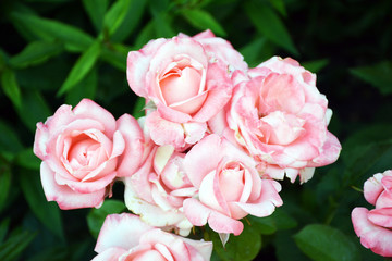 Pink beautiful flowers in summer