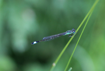 Blue tailed damselfly, Ischnura elegans, sitting on leaf