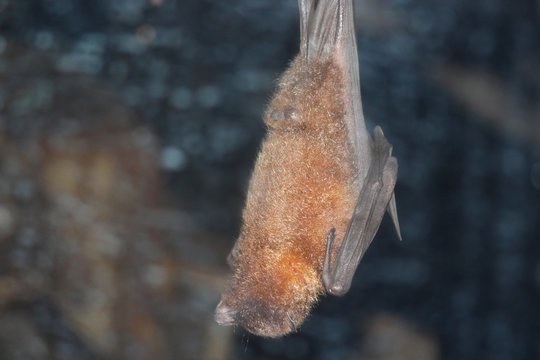 chauve souris t&ecirc;te en bas dans son vivarium au zoo