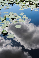 Jardins et nénuphars