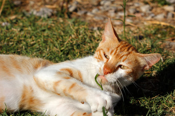 Portrait of feral white-orange young cat in the countryside