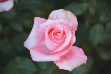 Pink beautiful flowers in summer