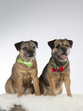 Funny dog picture. Two border terrier dogs with bow isolated on white.