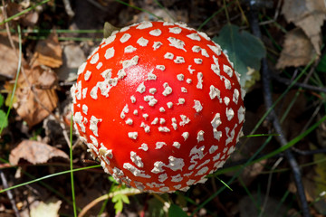 Грибы мухоморы растут в лесу на поляне