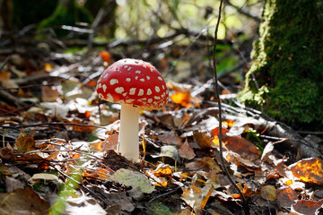 Грибы мухоморы растут в лесу на поляне
