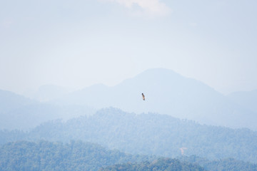 Cameron Highlands landscape great hornbill