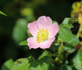 Rosa canina, commonly known as the dog rose