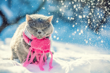 Portrait of the Blue British Shorthair cat, wearing knitted scarf. Cat sitting outdoors in the snow in winter during snowfall