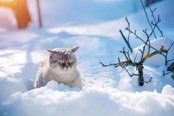 Lovely Siamese cat walks in the deep snow in winter