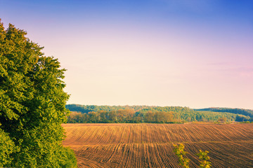 Naklejka premium Rural landscape in early morning. Wheat field