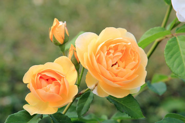 riot of beautiful flowers