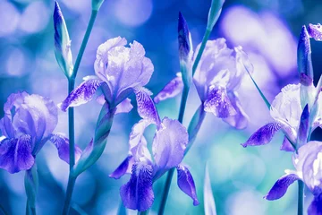 Photo sur Aluminium Iris Fleurs d& 39 iris bleu dans le jardin après la pluie