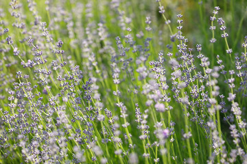 lavender flower in flower garden
