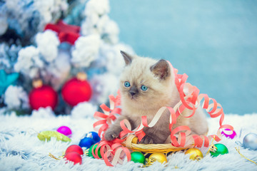 Lovely Siamese kitten with Christmas decoration sitting near the Christmas tree