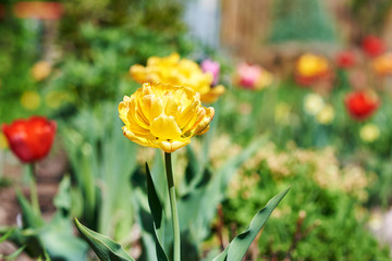Blossomed flowers of a Tulip on a household plot. © Artem