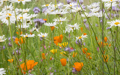 Obraz premium Wild flowers, daisies, California poppies