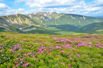 Colorful mountain scenery with meadows covered by violet flowers.