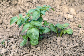 Young potato leaves growing in the garden 2