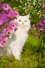 Weiße britisch Langhaarkatze im Blumengarten