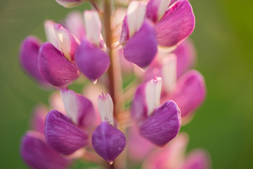 Fototapeta na wymiar Lupinus garden and wild plant in pinky purple color