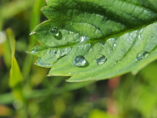 A drop of water on a green leaf of the plant. After the rain.