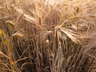 Ein Getreidefeld in der Abendsonne. 