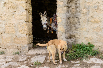 Asino e cane, in Giordania, riserva naturale di Dana - obrazy, fototapety, plakaty