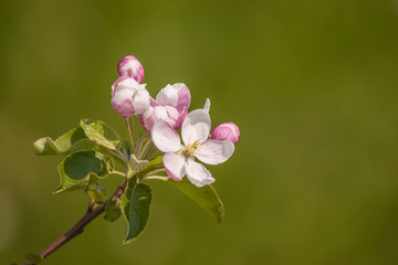 Apfelblüte