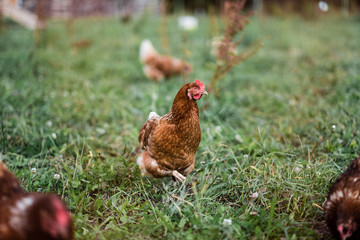 Huhn auf der Weide