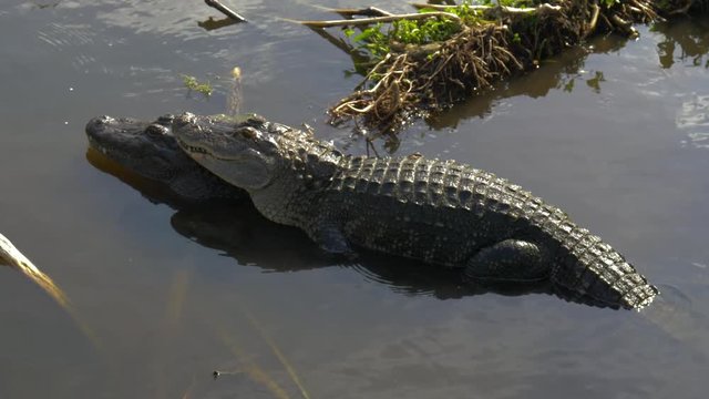 Alligators male and female during mating period mate in water. Gator mating season in Florida. Crocodile mating. Alligators in a swamp in Florida.