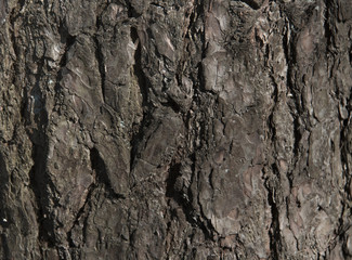 texture background tree old oak baobab streaks powerful