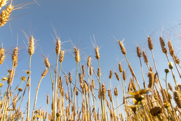 Dry wheat field