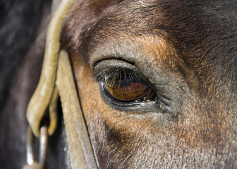 full face of a horse harnessed to a cart