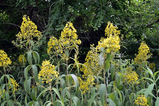 plants with yellow flowers of the dahurian Gilbio (lysimachia davurica)